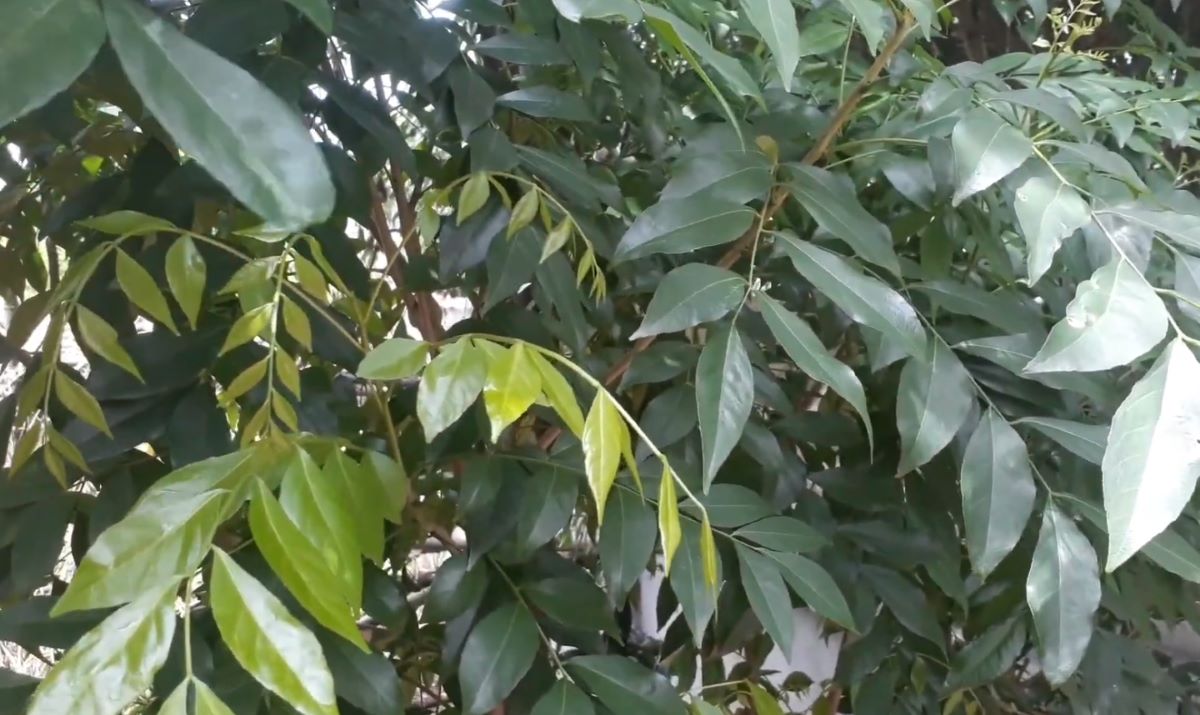 Lá mắc mật và những công dụng không thể ngờ - Ảnh từ Cây Cỏ TV