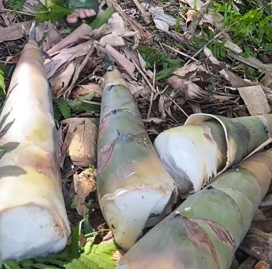 Măng tươi nguyên liệu chính để làm măng ngâm ớt Tây Bắc - Ảnh sưu tầm