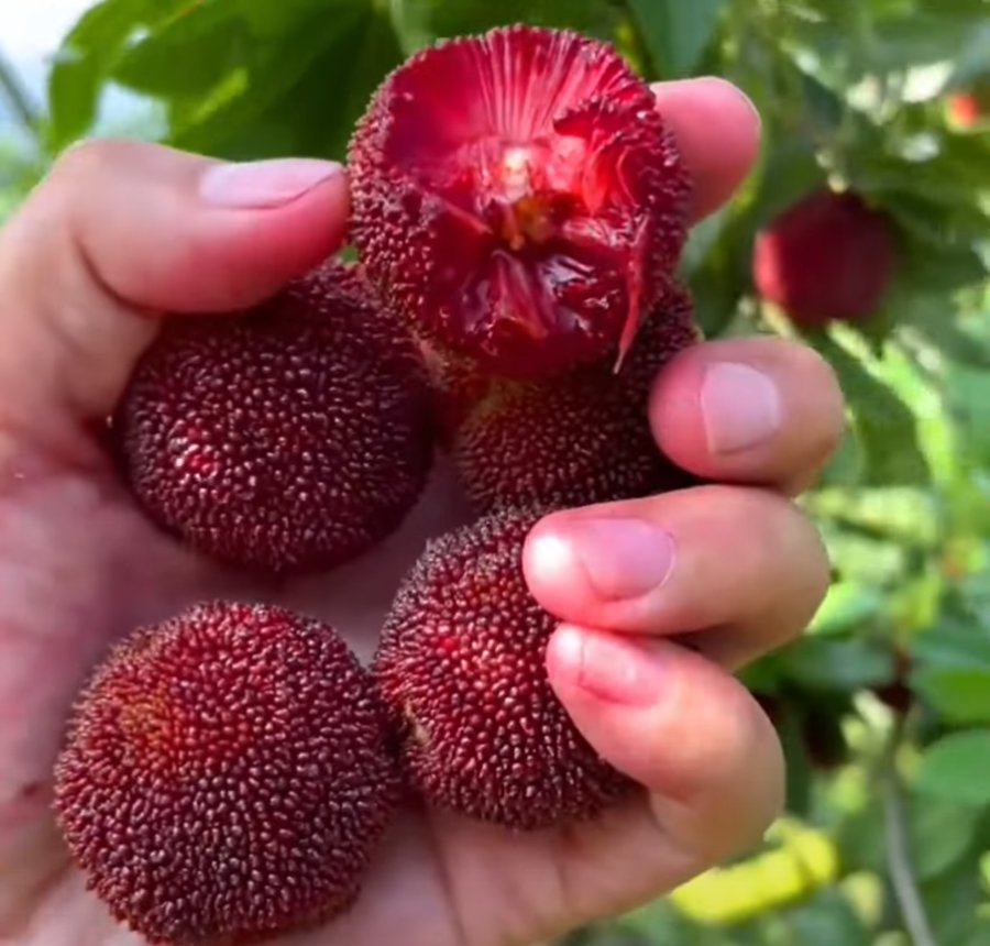 Quả thanh mai, đặc sản núi rừng - Ảnh từ 2NONG