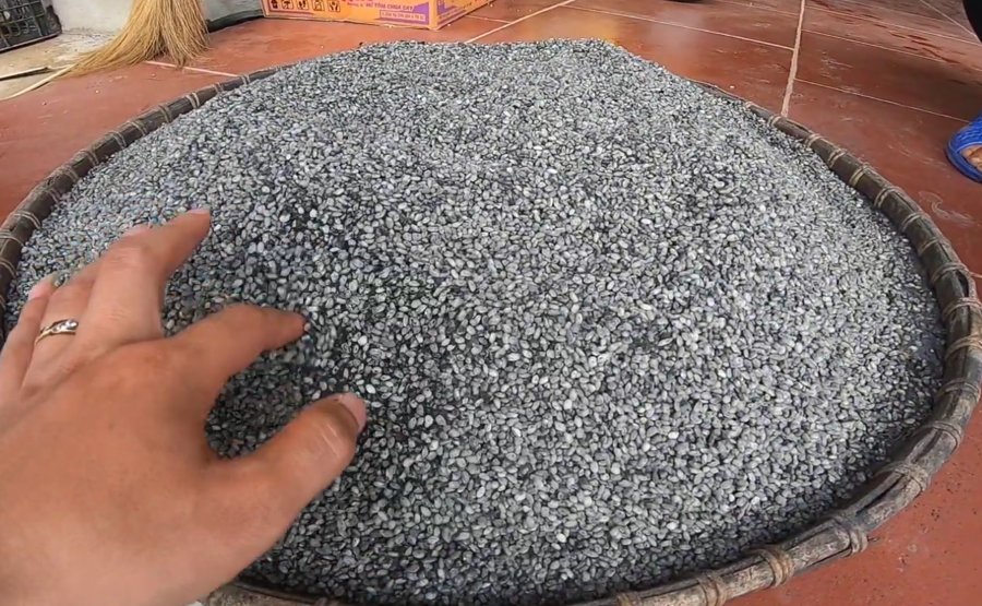 Trộn bột than cây muối với gạo nếp cum - Ảnh từ Thai Lạng Sơn