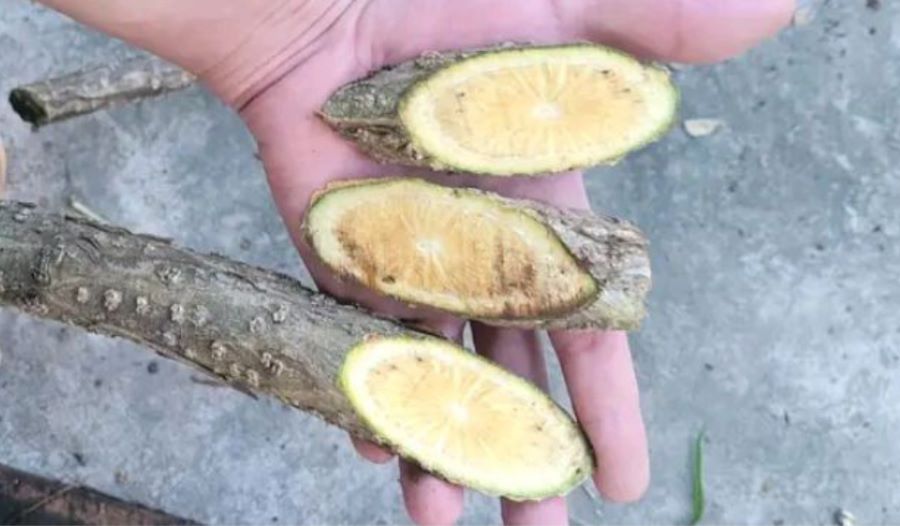 Các bài thuốc hay về dây đau xương - Ảnh sưu tầm