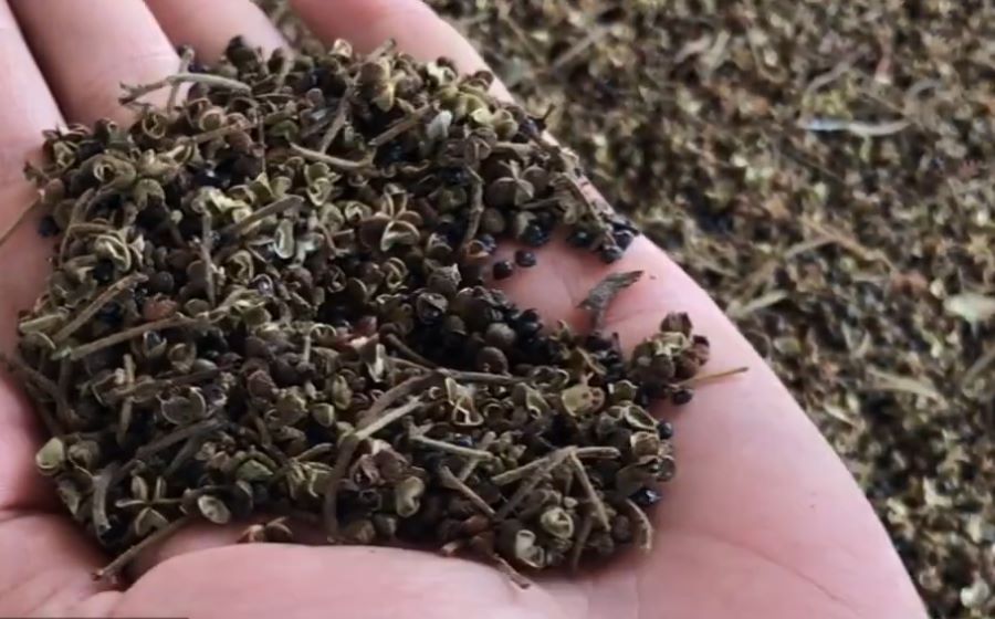 Công dụng hạt mắc khén - Ảnh từ Đặc sản Tây Bắc