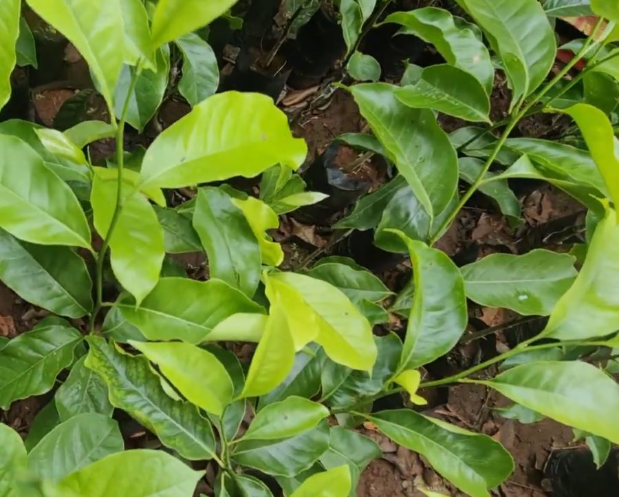 Công dụng lá mắc mật - Ảnh từ Cuộc sống nông thôn