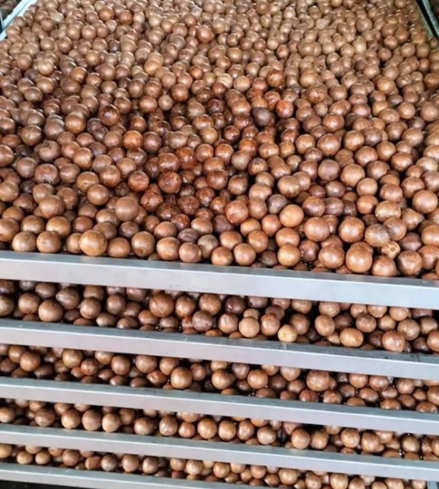 Khâu sấy mắc ca - Ảnh sưu tầm