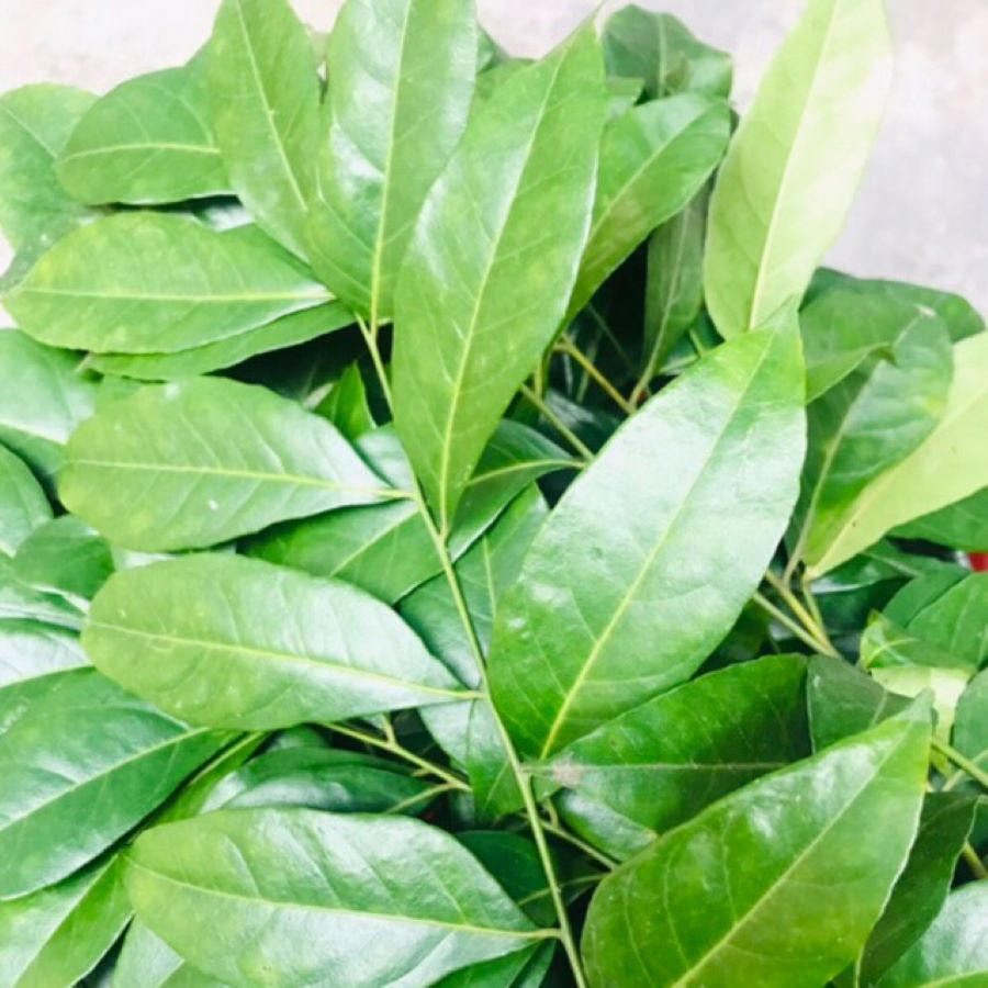 Lá mắc mật rừng - Ảnh sưu tầm