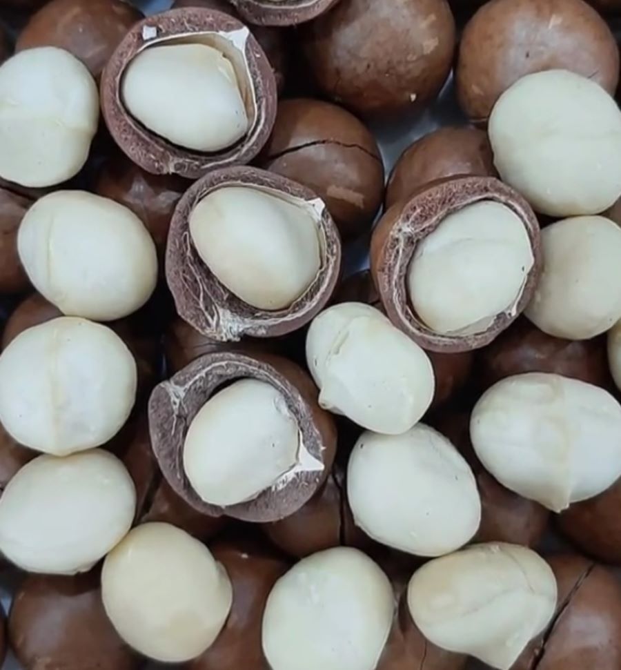 Mắc ca Tây Bắc - Ảnh sưu tầm