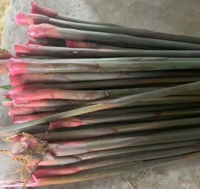 Măng riềng tươi khi chưa bóc tách vỏ - Ảnh từ tam251299999 Măng riềng tươi khi chưa bóc tách vỏ - Ảnh từ tam251299999