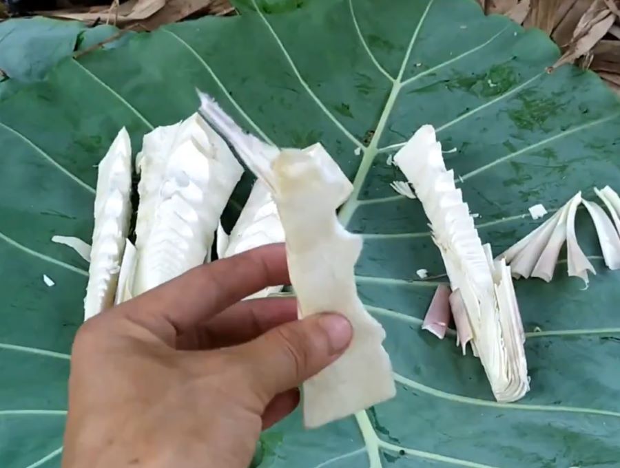 Măng tre ngọt chứa nhiều giá trị dinh dưỡng tốt nên có thể ăn sống cũng rất ngọt - Ảnh từ Nông Nghiệp Miền Bắc Măng tre ngọt chứa nhiều giá trị dinh dưỡng tốt nên có thể ăn sống cũng rất ngọt - Ảnh từ Nông Nghiệp Miền Bắc