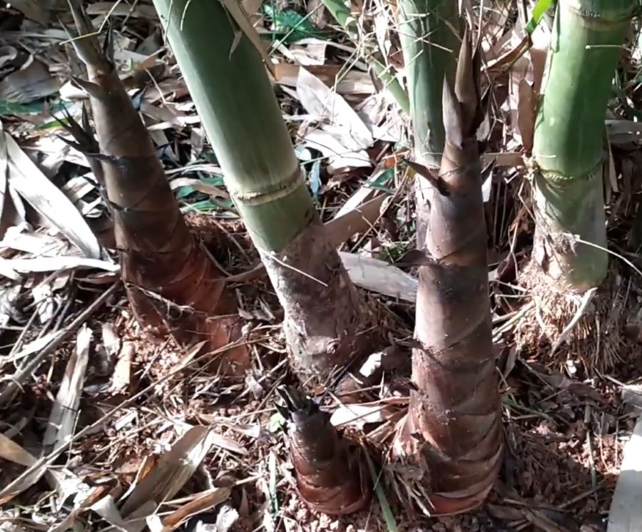 Măng tre ngọt Tây Bắc - Ảnh từ Nông Nghiệp Miền Bắc Măng tre ngọt Tây Bắc - Ảnh từ Nông Nghiệp Miền Bắc