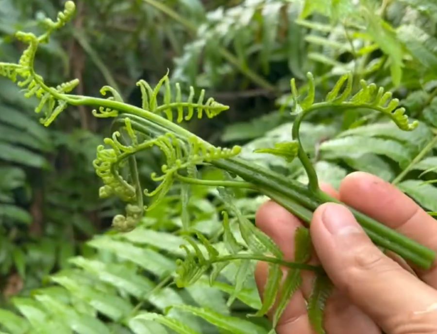 Ngọn non rau dớn rừng - Ảnh sưu tầm