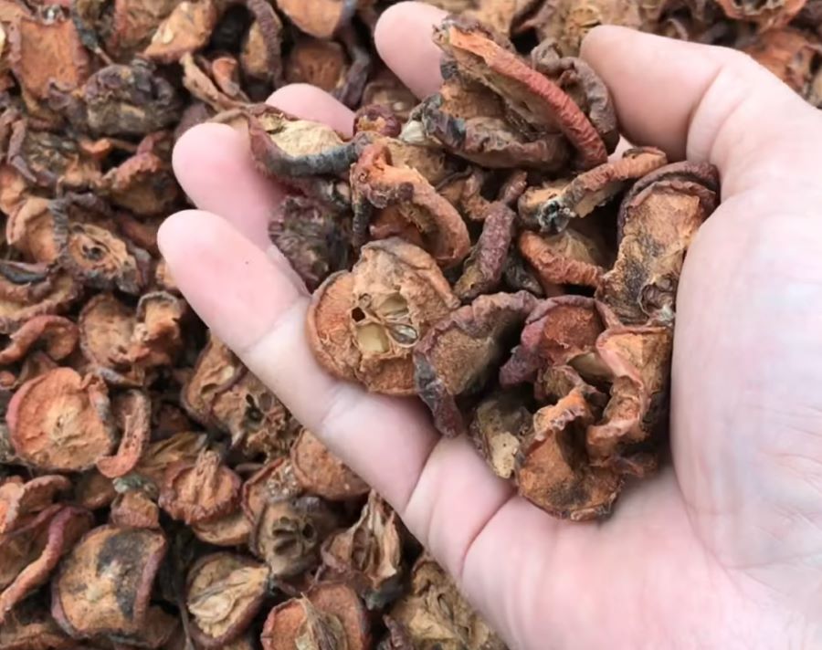 Những lưu ý khi dùng quả táo mèo - Ảnh từ Dược liệu 365
