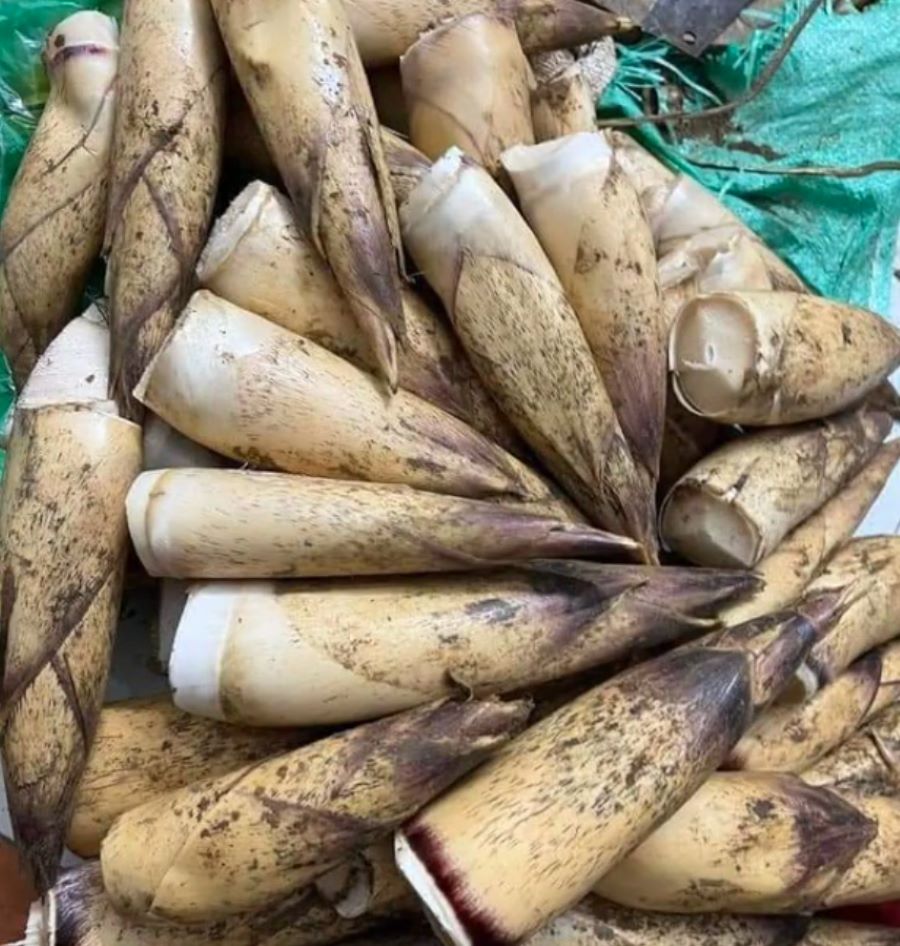 Những lưu ý khi sử dụng măng vầu tươi Ảnh từ handoi994 Những lưu ý khi sử dụng măng vầu tươi - Ảnh từ handoi994