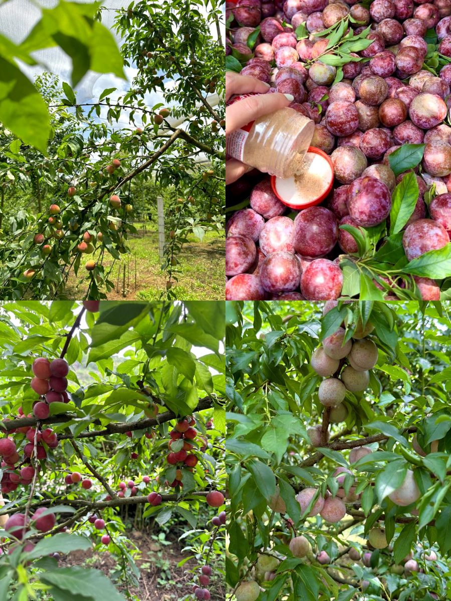 Những quả mận chín mọng tại thung lũng mận Nà Ka - Ảnh từ Kim Lee