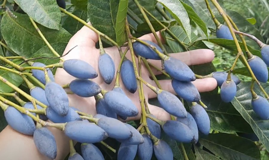Quả trám đen - Ảnh sưu tầm