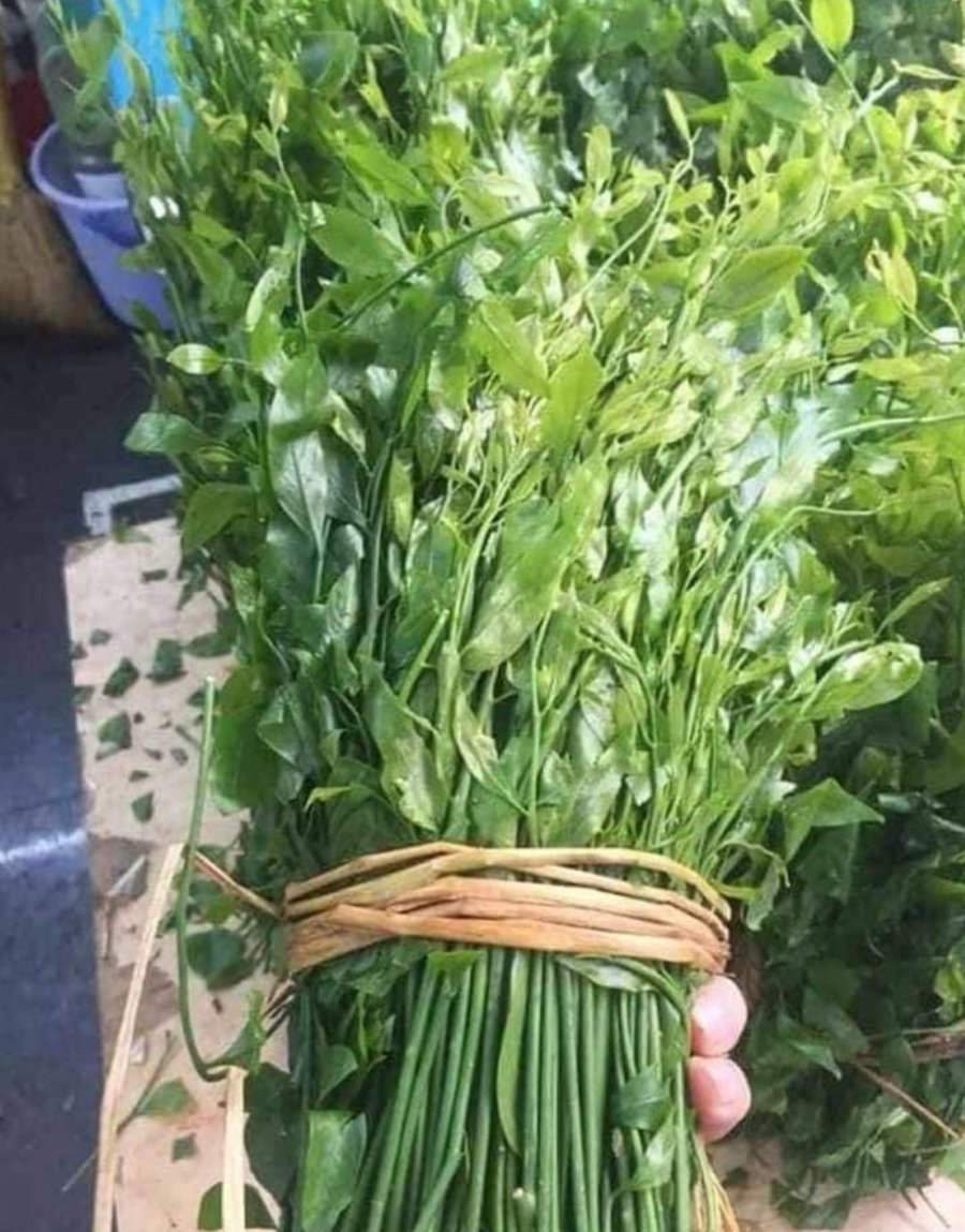 Rau sắng Bắc Kạn - Ảnh sưu tầm