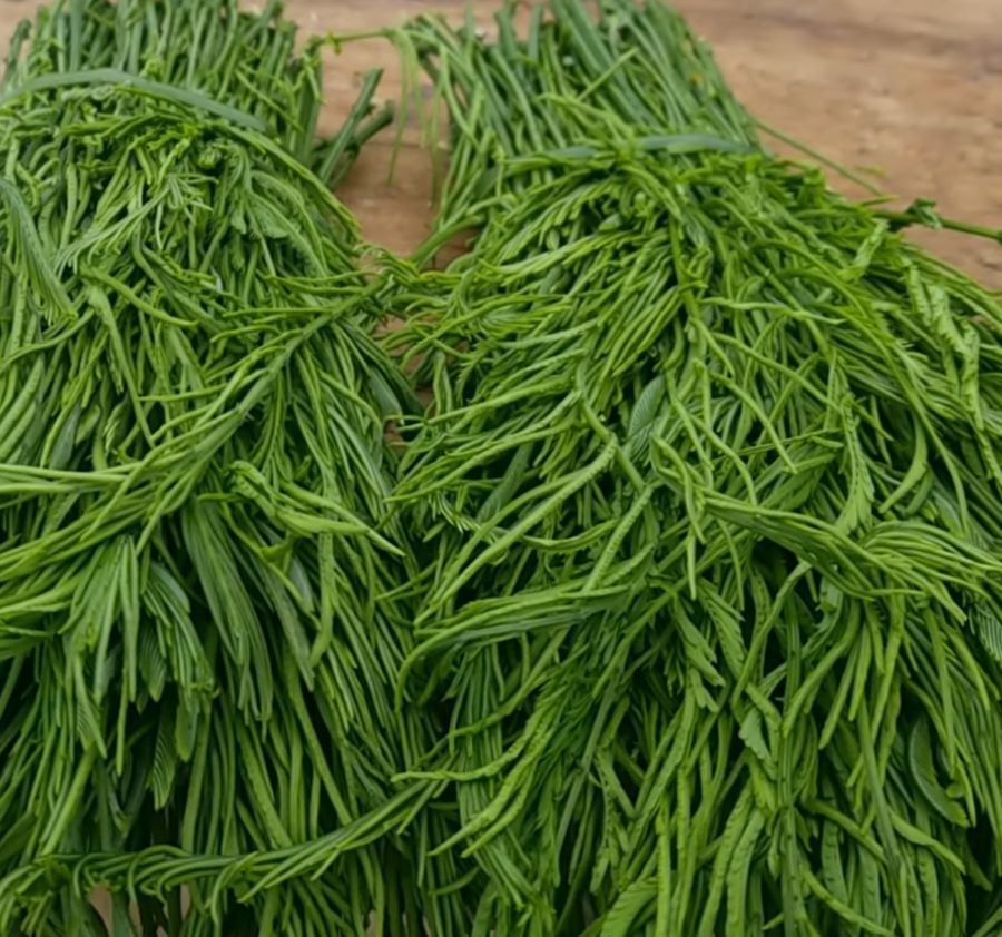 Rau thối Tây Bắc - Ảnh từ Tây bắc của tôi