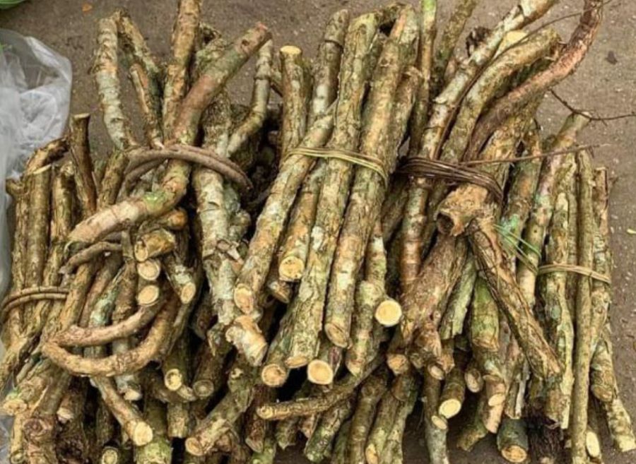 Tác dụng của dây đau xương - Ảnh sưu tầm