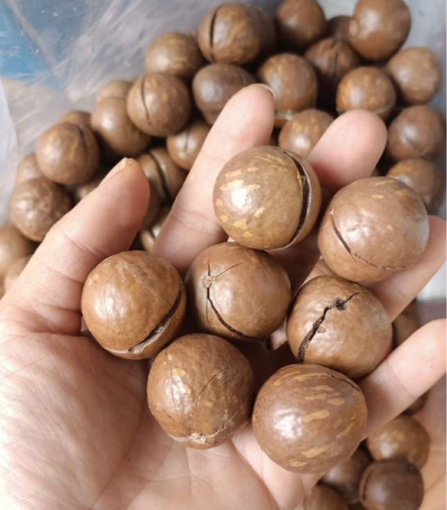 Tác dụng của hạt mắc ca - Ảnh sưu tầm
