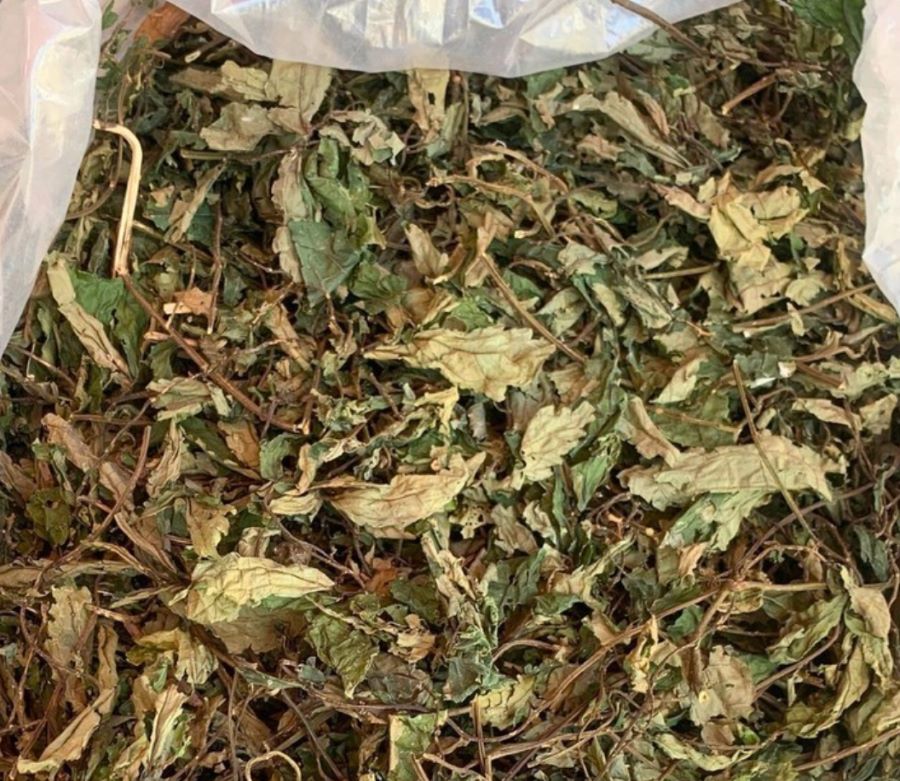 Tác dụng lá rau đắng đối với sức khỏe - Ảnh sưu tầm