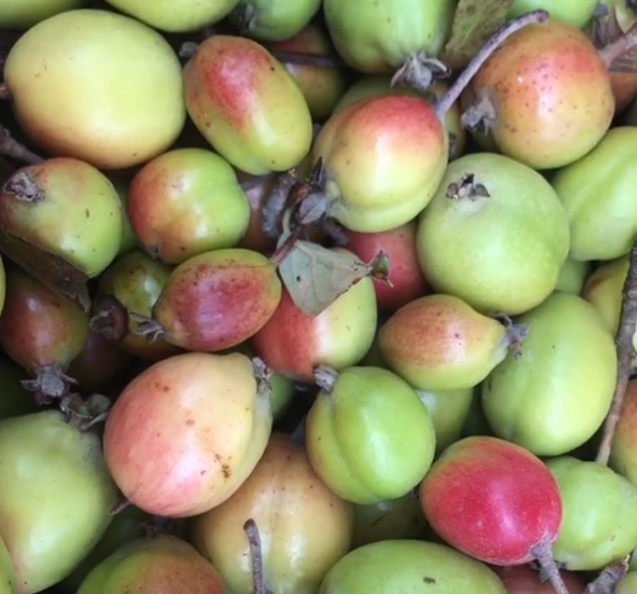 Táo mèo tươi - Ảnh được sưu tầm
