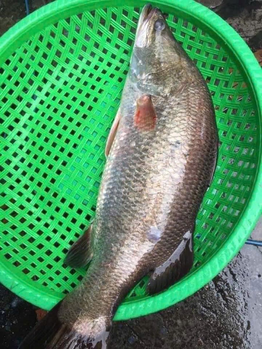 Cá vược biển tươi ngon chất lượng - Ảnh từ Hà Trang