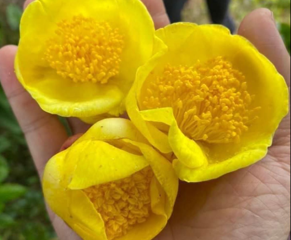 Chè hoa vàng - Ảnh sưu tầm