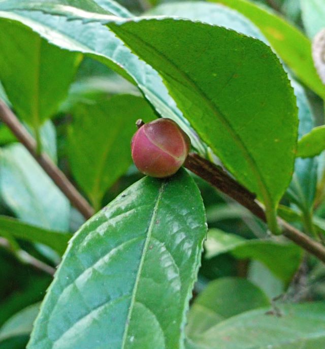 Chè hoa vàng thường mọc ở các tỉnh vùng núi phía Bắc - Ảnh từ Linh Lì