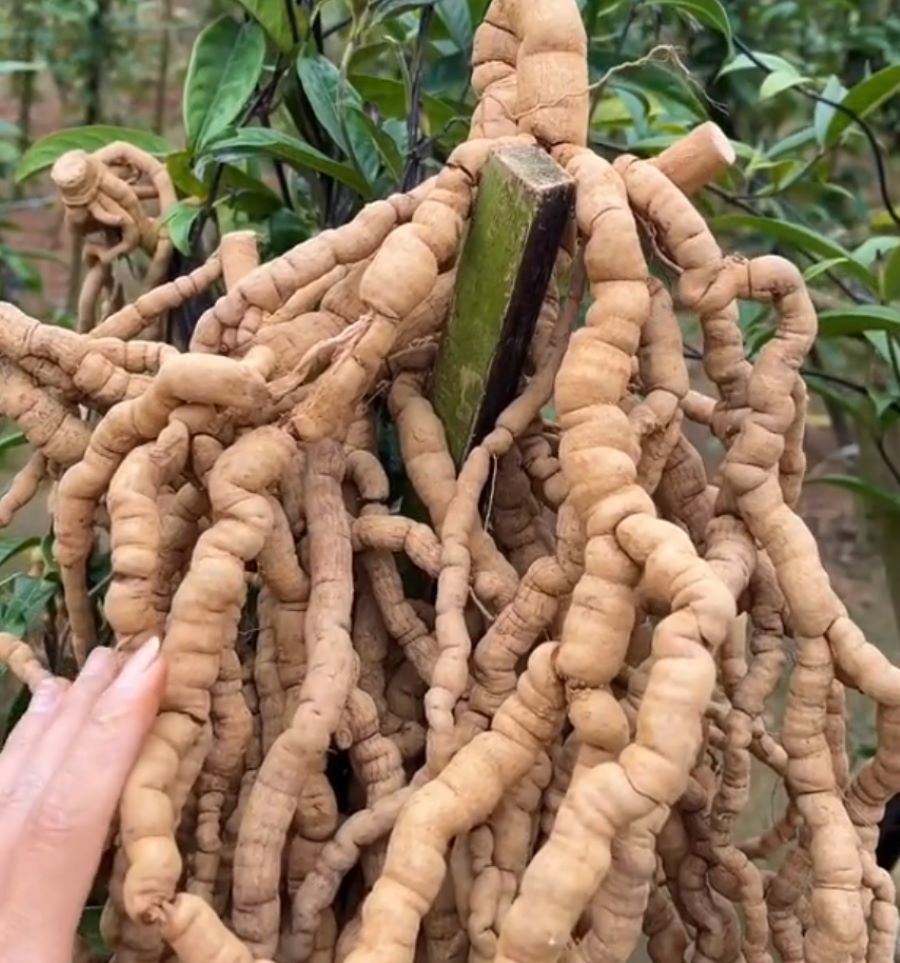 Củ ba kích tươi - Ảnh từ dongynghianh