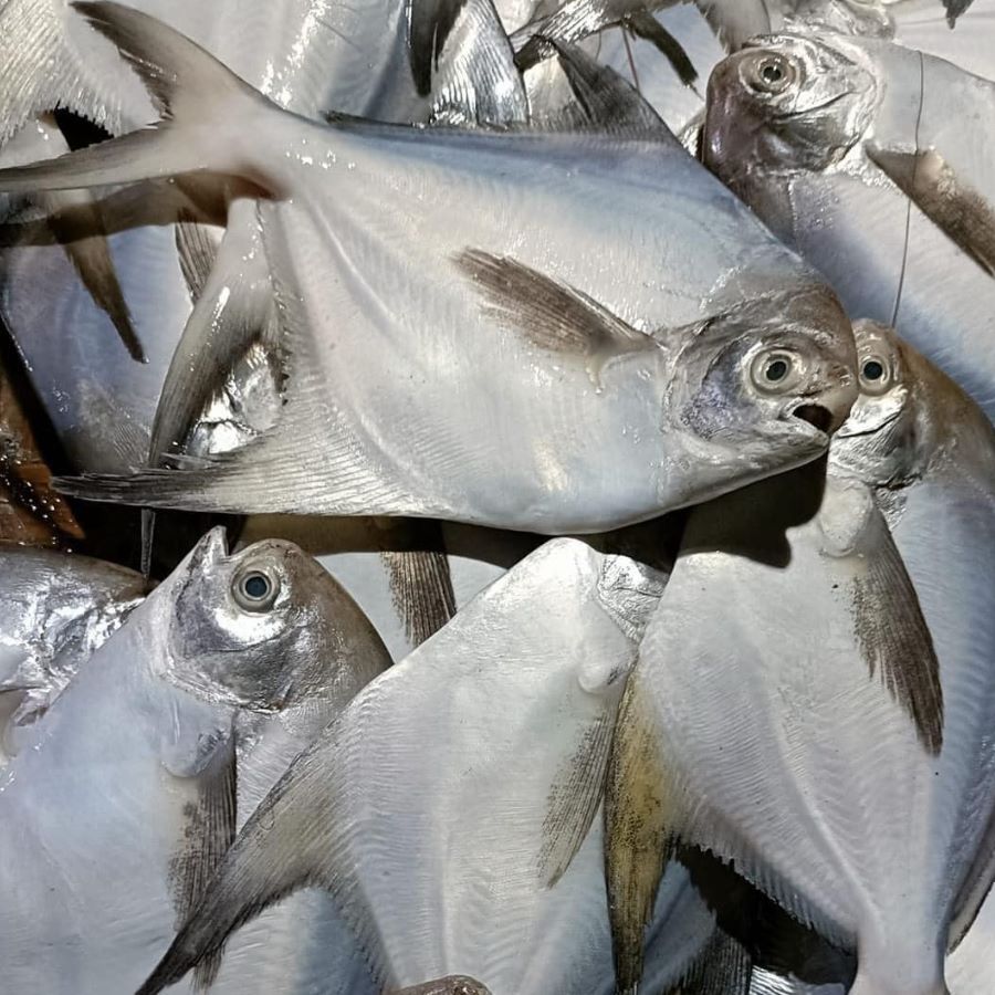 Đặc điểm cá chim trắng - Ảnh từ Phamhuong Pham
