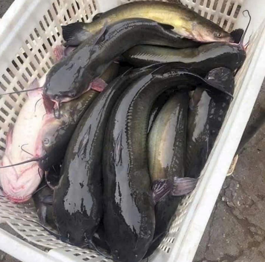 Đặc điểm cá lăng - Ảnh từ Trinh Yến