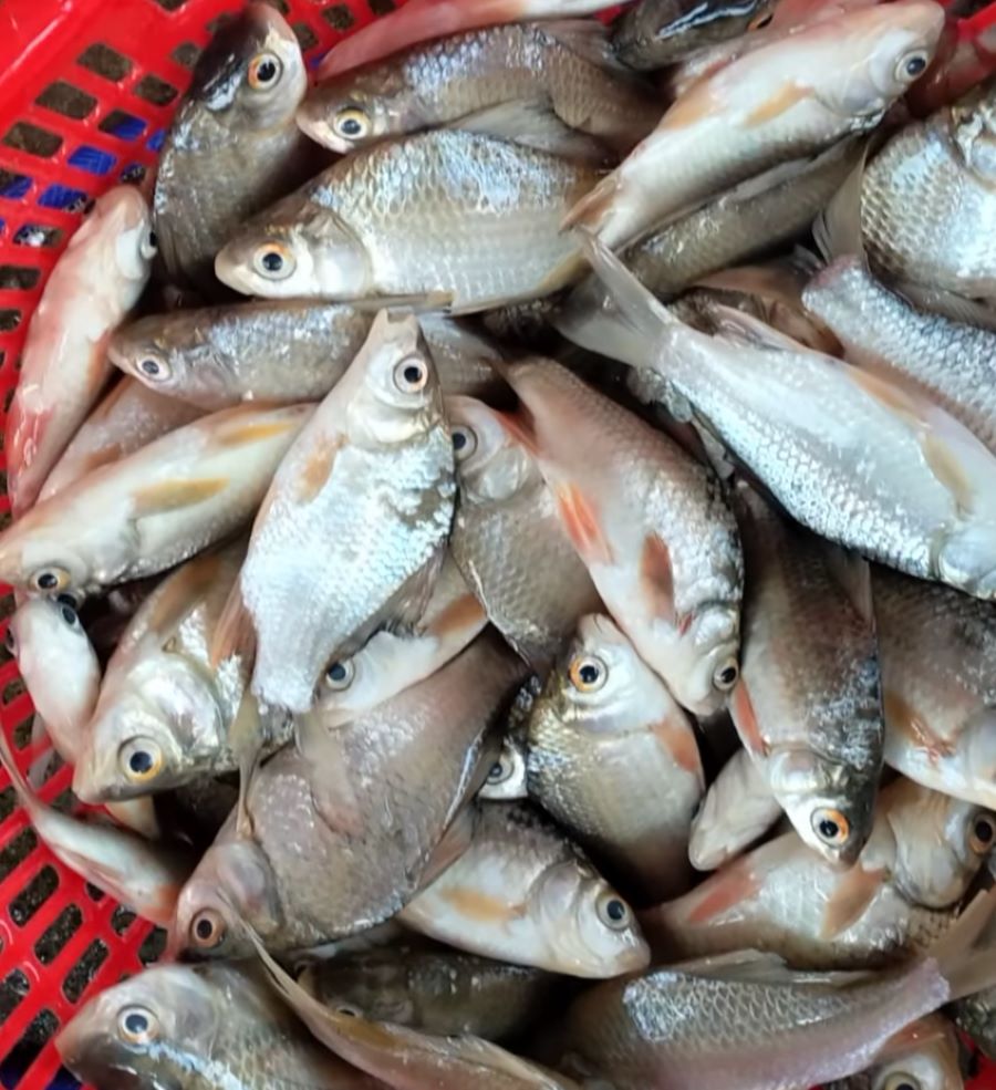 Đặc điểm cá suối - Ảnh từ Hà Ngọc Thủy