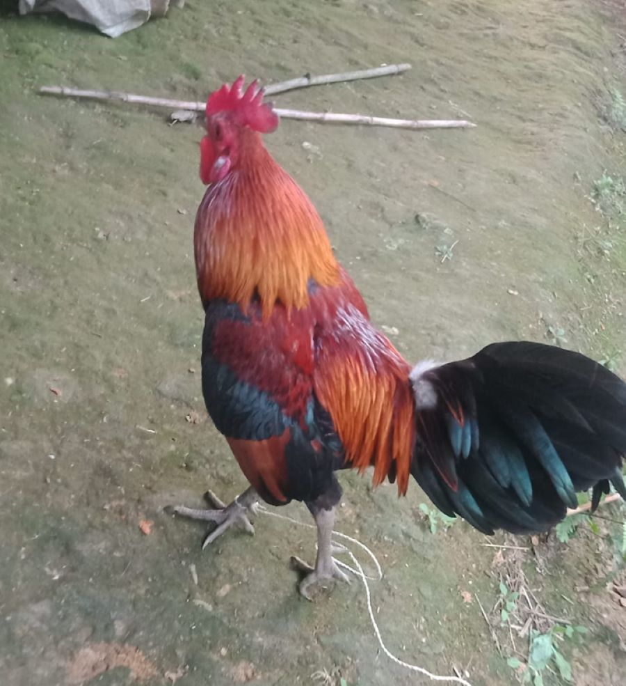 Đặc điểm gà rừng - Ảnh từ Văn Tiến Đặc điểm gà rừng - Ảnh từ Văn Tiến