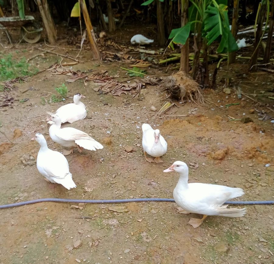 Đặc điểm ngan bản vùng Tây Bắc - Ảnh từ Hà Huyền