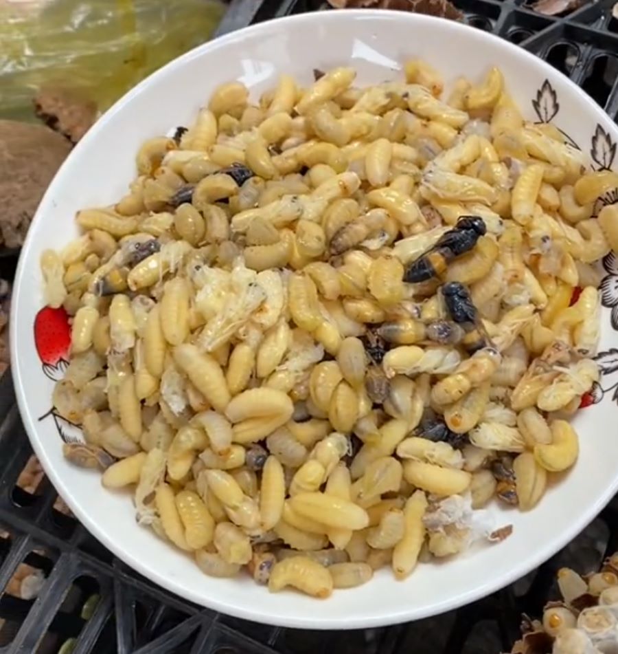 Đặc điểm nhộng ong - Ảnh từ thaoduoctaybacthanhngoc