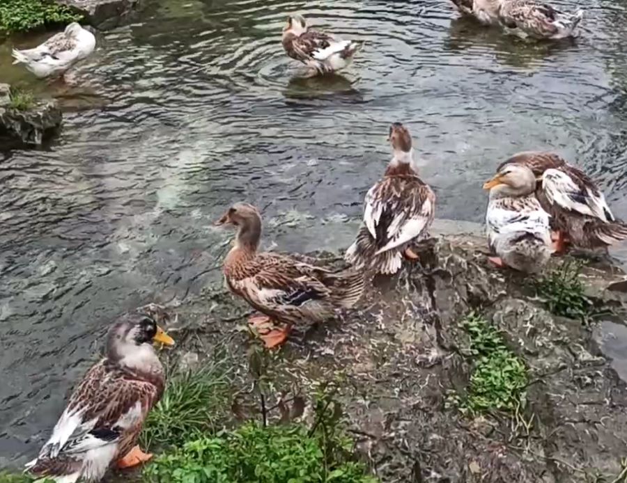 Đặc điểm vịt bản - Ảnh từ Cao Bằng Quê hương tôi