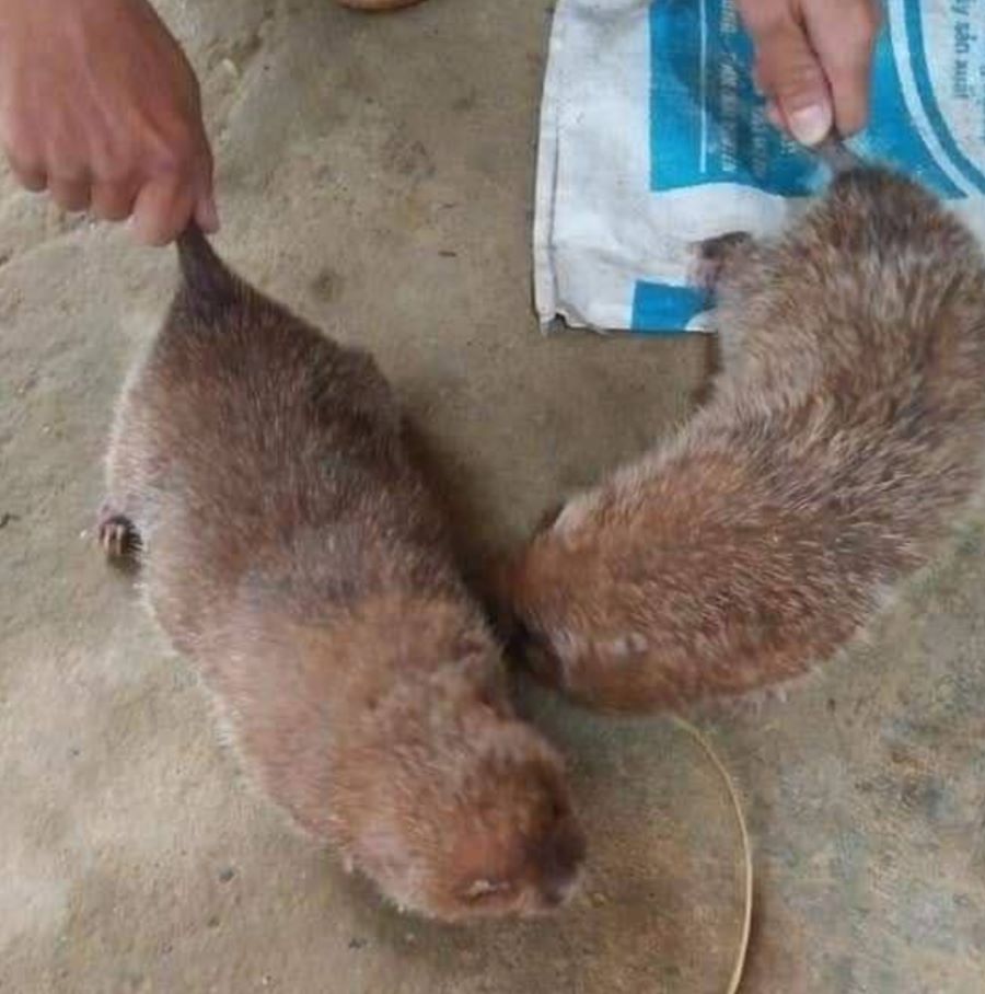 Dúi rừng giàu dinh dưỡng rất tốt cho sức khỏe nên thường được chế biến thành nhiều món ăn ngon - Ảnh sưu tầm