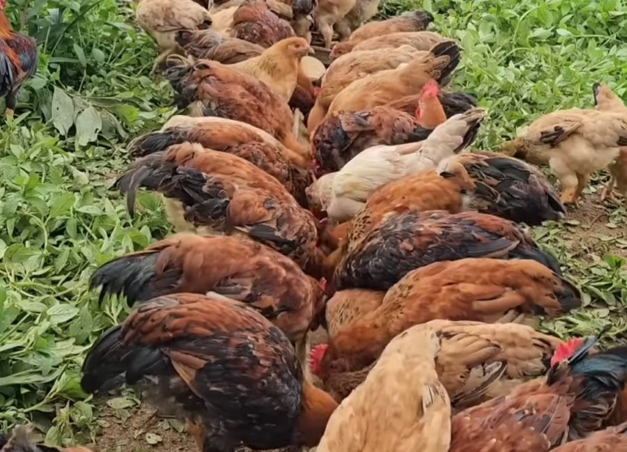 Gà bản chính gốc vùng Tây Bắc - Ảnh từ Country Life My Farm