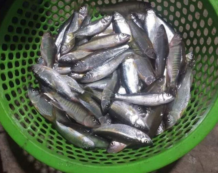 Giá trị dinh dưỡng của cá suối - Ảnh từ Lê Thị An
