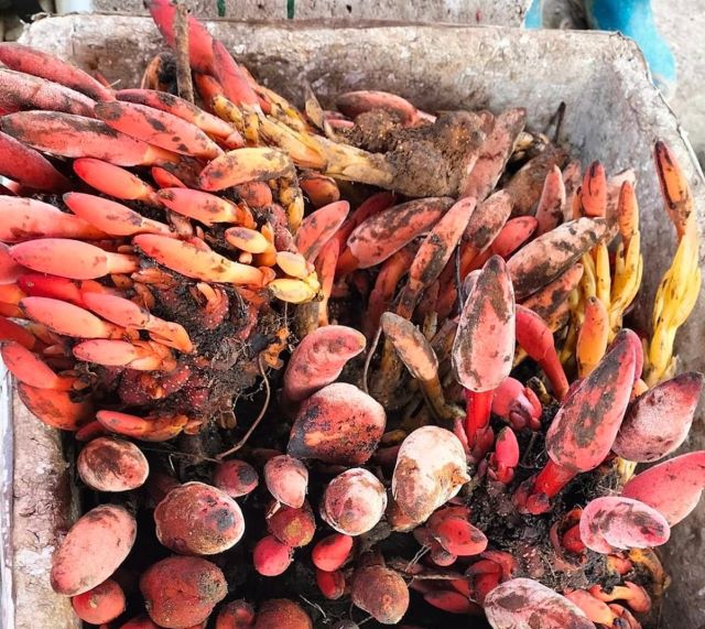 Hình dáng nấm ngọc cẩu - Ảnh từ Huế Trần
