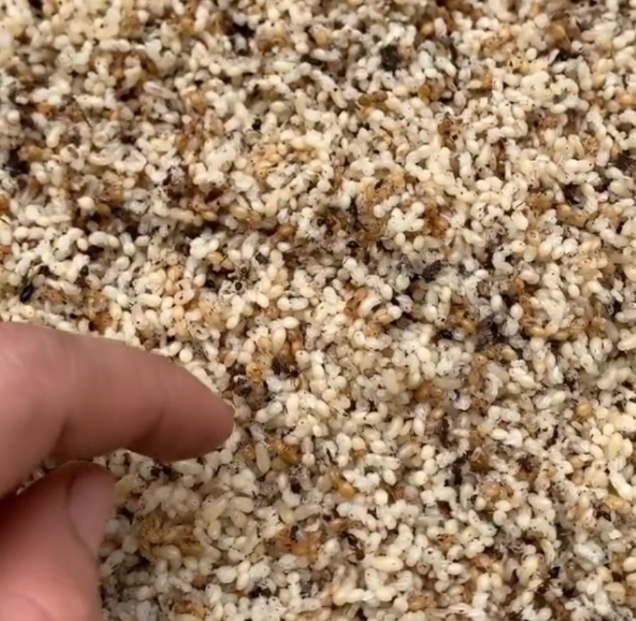 Lợi ích của trứng kiến đối với sức khỏe - Ảnh từ tn.farmer