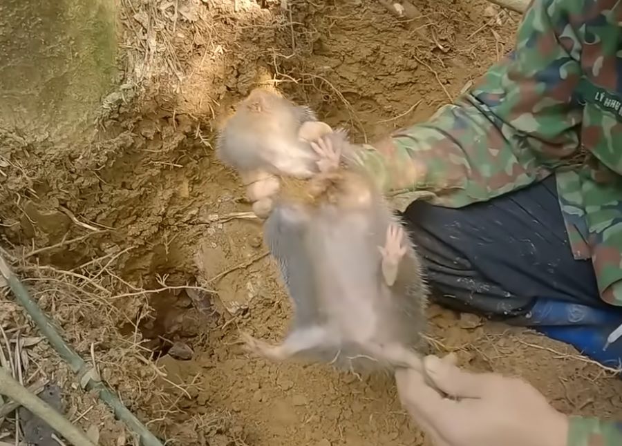 Quá trình săn bắt dúi rừng Ảnh từ - Thợ Rừng Núi