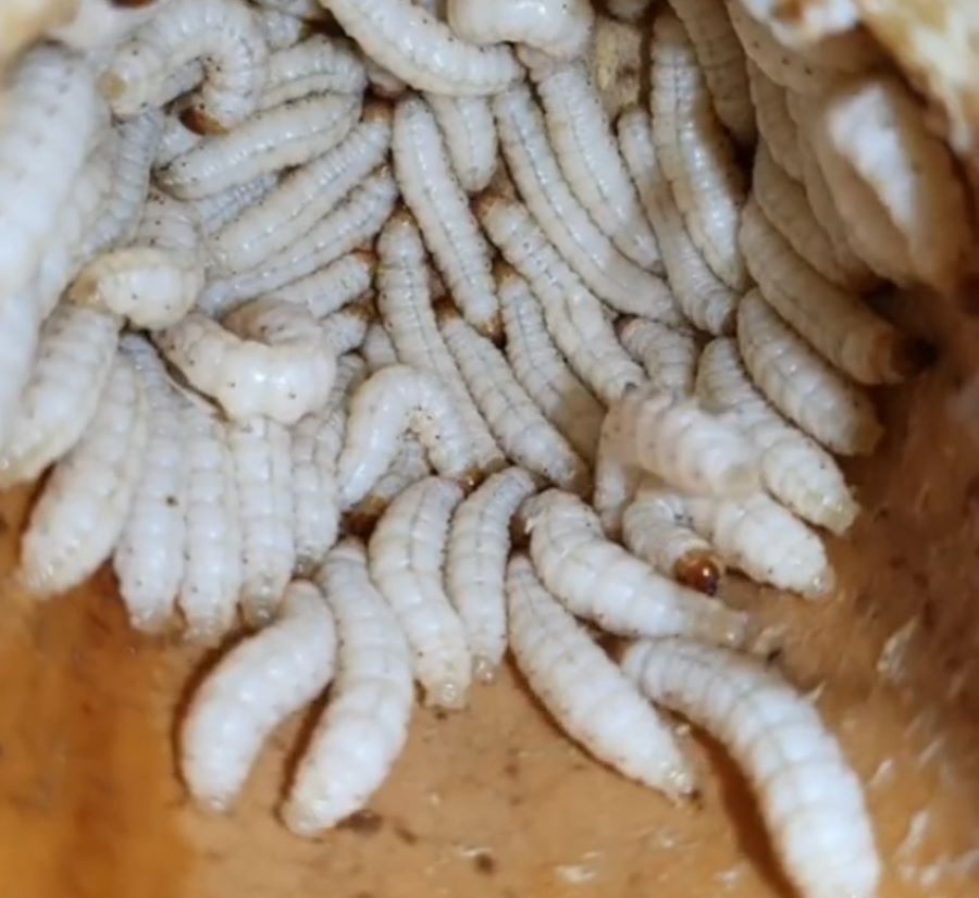 Sâu tre Tây Bắc - Ảnh từ hoamattroifarm