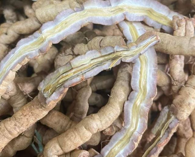 Sơ chế củ ba kích - Ảnh từ Phan Nga