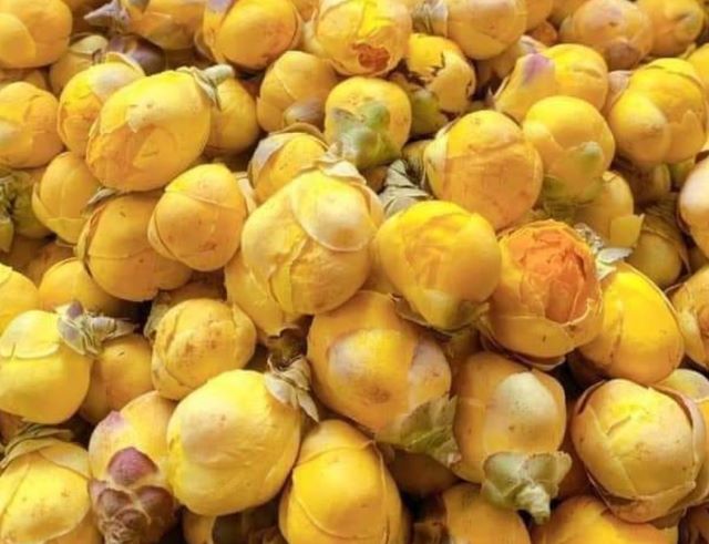 Tác dụng của chè hoa vàng - Ảnh sưu tầm