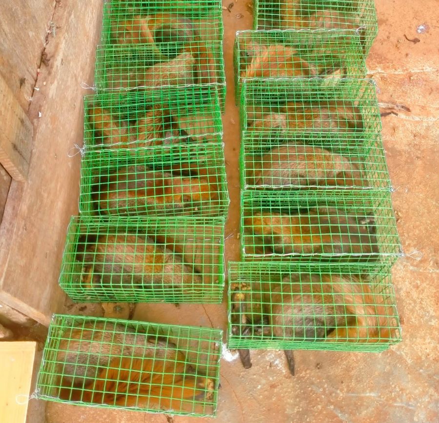 Trong thịt sóc chứa nguồn dinh dưỡng dồi dào đặc biệt là rất ít chất béo - Ảnh từ Ngọc Phi