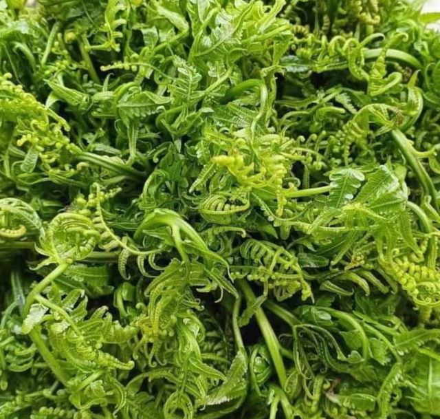 Bà bầu hoàn toàn có thể ăn được rau dớn - Ảnh từ Hà Phương Đặng