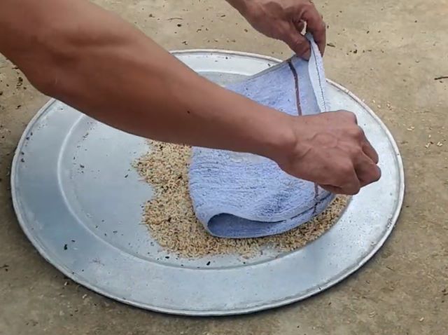 Cách lọc sạch trứng kiến bằng một chiếc khăn - Ảnh từ Mountain Viet Nam tv