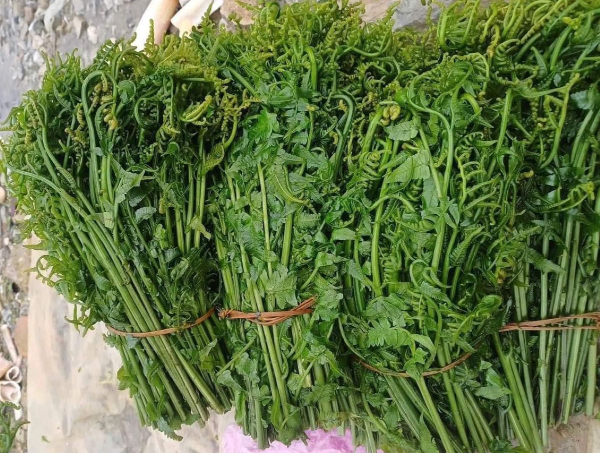 Câu hỏi thường gặp về rau dớn - Ảnh từ Khanhhien Mai