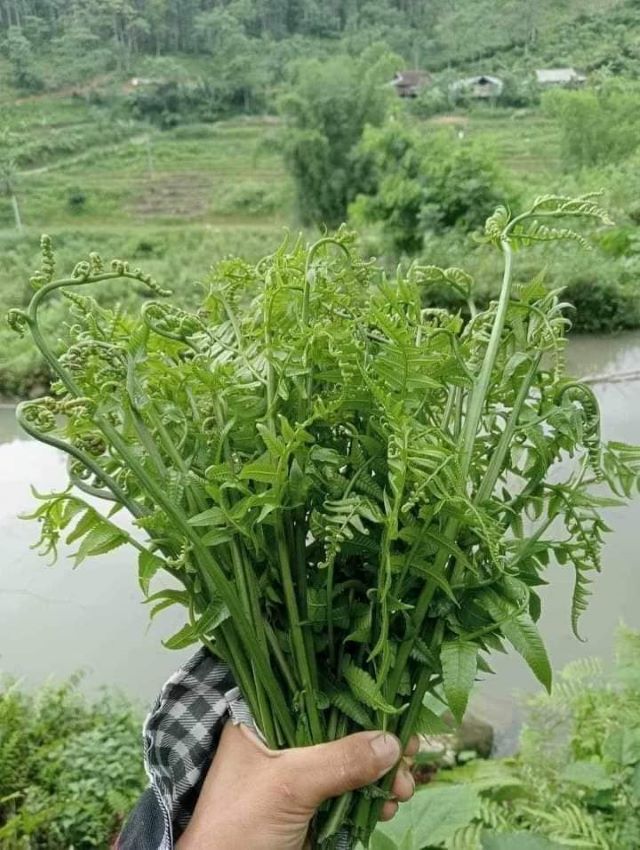 Cây rau dớn không phải là cây dương xỉ - Ảnh từ Thảo Thị Phạm