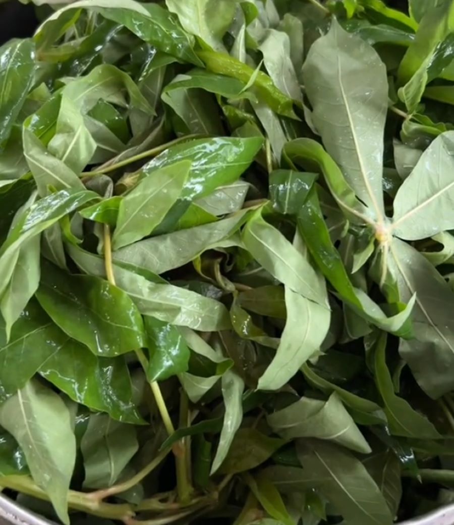 Công dụng của rau lá sắn - Ảnh từ chungxutuyen